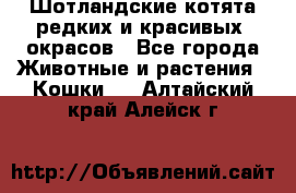 Шотландские котята редких и красивых  окрасов - Все города Животные и растения » Кошки   . Алтайский край,Алейск г.